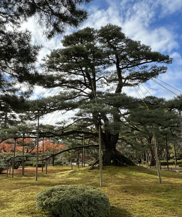 Alter Baum und ruhige Natur als Bild für Qigong-Praxis